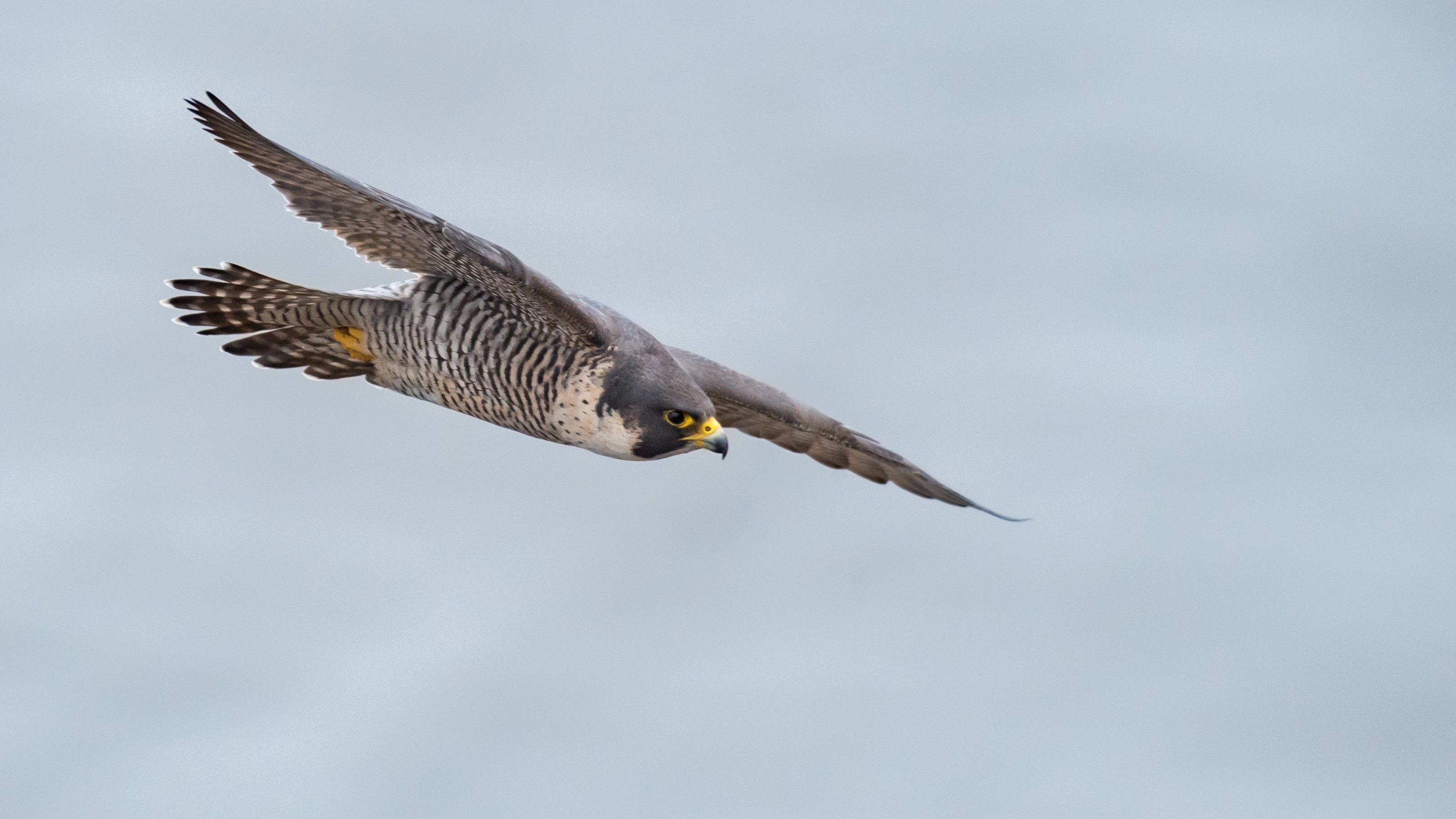 Сокол сокола по полету узнает. Сокол. Peregrine TT. Falcon Bird. Перегрин ТТ.